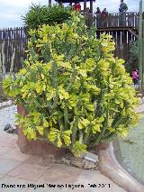 Cactus Corona - Euphorbia trigona. Tabernas