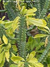 Cactus Corona - Euphorbia trigona. Tabernas