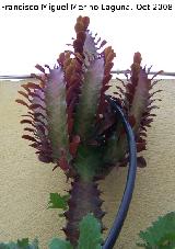 Cactus Corona - Euphorbia trigona. Los Villares