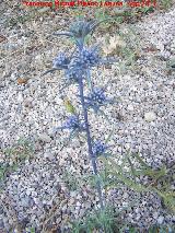 Cardo azul - Eryngium bourgatii. Prado Maguillo - Santiago Pontones