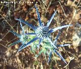 Cardo azul - Eryngium bourgatii. Segura