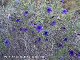Carrasquilla azul - Lithodora postrata. Los Villares
