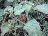 Tomatillo del diablo - Solanum nigrum. Navas de San Juan