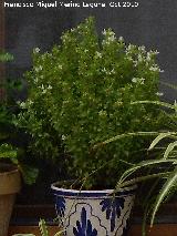 Albahaca - Ocimum basilicum. Navas de San Juan