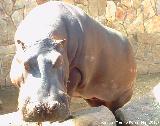 Hipopótamo - Hippopotamus amphibius. Córdoba