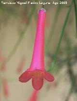Planta coral - Russelia equisetiformis. Los Villares