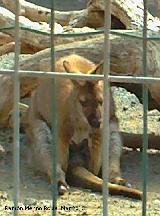 Wallaby de Bennet - Macropus rufogriseus. Córdoba