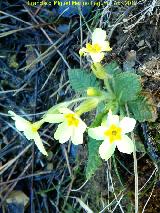Primavera - Primula vulgaris. Empanadas - Cazorla
