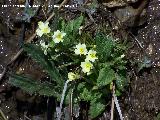 Primavera - Primula vulgaris. Cambil