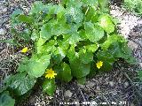Celidonia menor - Ranunculus ficaria. La Cerradura - Los Villares