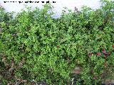 Roco - Aptenia cordifolia. Benalmdena
