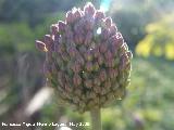 Ajo montesino - Allium sphaerocephalon. Navas de San Juan