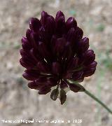 Ajo montesino - Allium sphaerocephalon. Segura