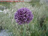Ajo montesino - Allium sphaerocephalon. Los Villares