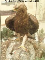 Pájaro Águila perdicera - Aquila fasciata. Cazorla