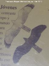Pájaro Águila perdicera - Aquila fasciata. Jóvenes