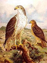 Pájaro Águila perdicera - Aquila fasciata. 