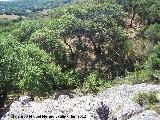 Alcornoque - Quercus suber. Parque Natural de Los Alcornocales - Castellar de la Frontera