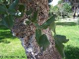 Alcornoque - Quercus suber. Corteza y hojas