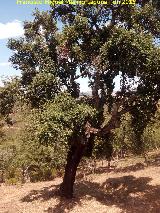 Alcornoque - Quercus suber. Monte de la Desesperada - Aldeaquemada