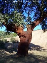 Alcornoque - Quercus suber. Torrealver - Navas de San Juan
