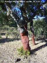 Alcornoque - Quercus suber. Torrealver - Navas de San Juan