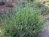 Espliego - Lavandula angustifolia. Cazorla