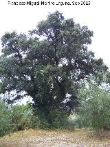 Encina - Quercus ilex. La Baizuela - Torredelcampo