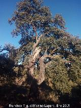 Encina - Quercus ilex. Encina de Luis Rodrguez - Navas de San Juan