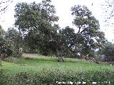 Encina - Quercus ilex. Encina de Mata Begid - Cambil