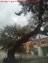 Encina - Quercus ilex. Encina Torcida de Orcera