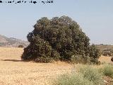 Encina - Quercus ilex. Encina de la Estacin de Cabra de Santo Cristo