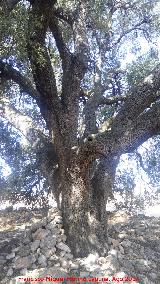 Encina - Quercus ilex. Tronco de la Encina de la Estacin de Cabra de Santo Cristo