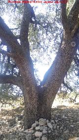 Encina - Quercus ilex. Tronco de la Encina de la Estacin de Cabra de Santo Cristo