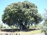 Encina - Quercus ilex. Encina de Juan el Canastero - Los Villares