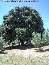 Encina - Quercus ilex. Encina de Juan el Canastero - Los Villares