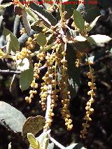 Encina - Quercus ilex. Flores. La Estrella - Navas de San Juan