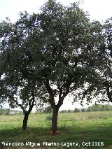 Encina - Quercus ilex. Navas de San Juan