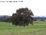 Encina - Quercus ilex. Arquillos