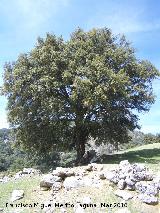 Encina - Quercus ilex. Cambil
