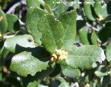 Encina - Quercus ilex. 