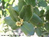 Encina - Quercus ilex. 