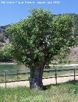 Encina - Quercus ilex. La Beata - Valdepeas