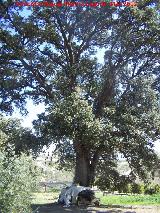 Encina - Quercus ilex. Paseo de los Adoquines - Albanchez de Mgina