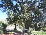 Encina - Quercus ilex. Paseo de los Adoquines - Albanchez de Mgina