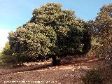 Encina - Quercus ilex. Puerto Alto - Jan