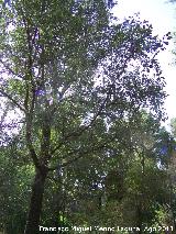 Encina - Quercus ilex. Pea del Olivar - Siles