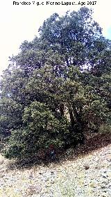 Encina - Quercus ilex. Encina del Tercero - Valdepeas de Jan