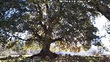 Encina - Quercus ilex. Encina de Fuenfra - Cambil