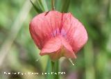 Almorta silvestre - Lathyrus cicera. Pitillos. Valdepeas